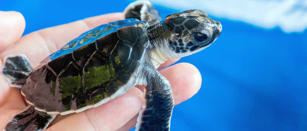 baby sea turtle